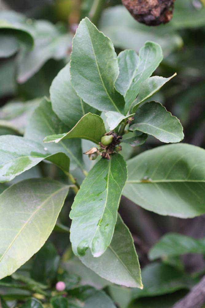            Sun leaves (Blanchard, Riverside, CA)   